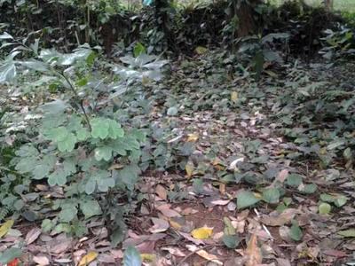 residential land, kochi, kothamangalam, image