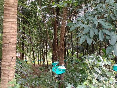 residential land, kochi, karukutty, image